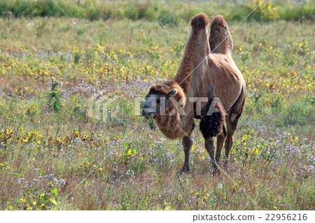 Bactrian camel or Camelus bactrianus 22956216