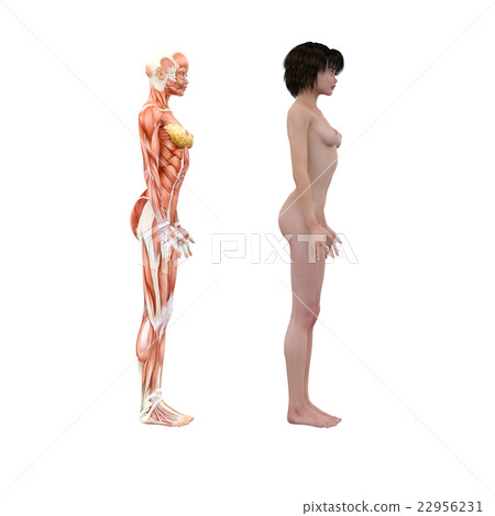 Female dissection muscle 3DCG illustration material 22956231