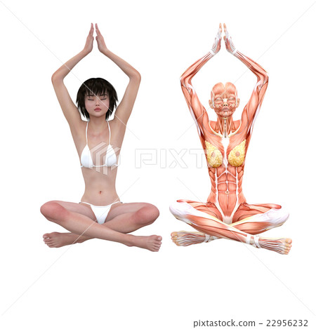 女性解剖肌肉3DCG例證材料 22956232