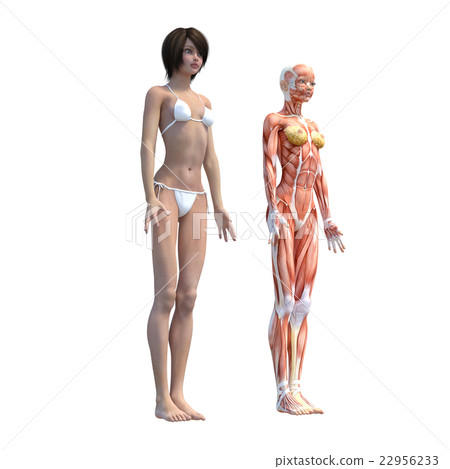 女性解剖肌肉3DCG例證材料 22956233
