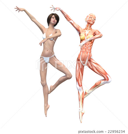 Female dissection muscle 3DCG illustration material 22956234
