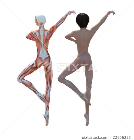 Female dissection muscle 3DCG illustration material 22956235