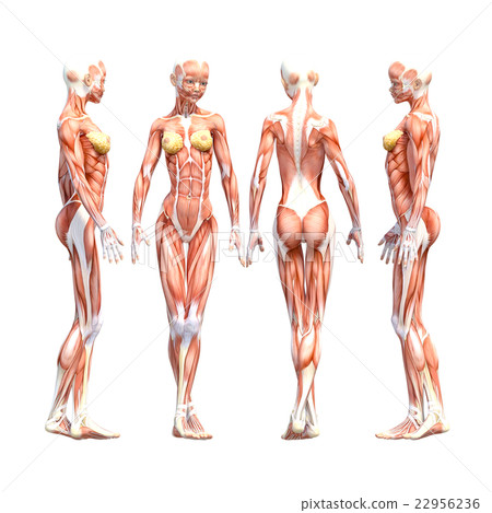 Female dissection muscle 3DCG illustration material 22956236