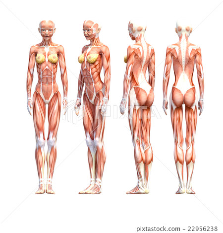 Female dissection muscle 3DCG illustration material 22956238