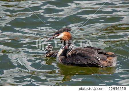 Great crested grebe or Podiceps cristatus 22956256