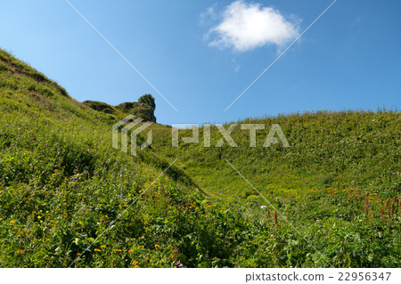 Scenic view of mountain meadow Scenic view of mountain meadow 22956347