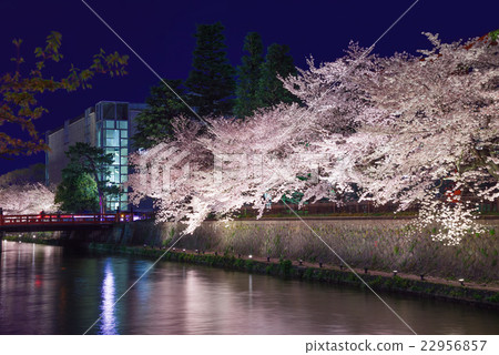 Cherry trees at Kyoto Okazaki at night 22956857