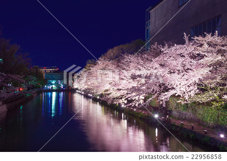 Cherry trees at Kyoto Okazaki at night 22956858
