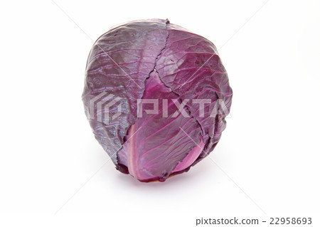 cabbage  22958693