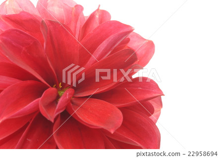 Dahlia Dahlia 22958694