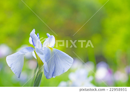 Iris Iris 22958931
