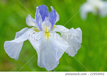 鳶尾花 鳶尾花 22958942