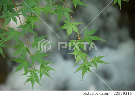 綠楓 綠楓 22959316