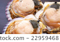 扇貝貝類 22959468