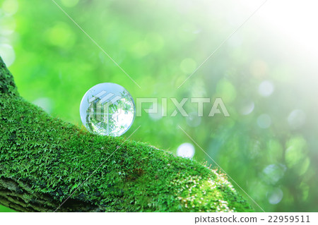 The globe in the forest 22959511
