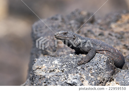 Chuckwalla Lizard 22959550