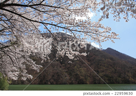 Sakahara Sakura Sakahara Sakura 22959630