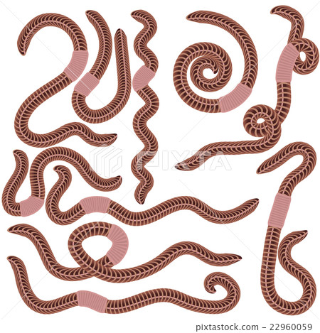 Animal Earth Red Worms for Fishing Animal Earth Red Worms for Fishing 22960059