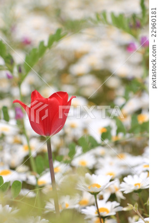 Red tulip 22960181