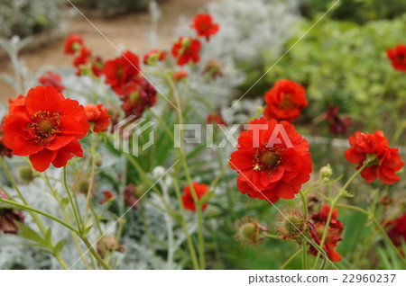 Geum(西蘿蔔草)'Bradshaw夫人' Geum(西蘿蔔草)'Bradshaw夫人' 22960237