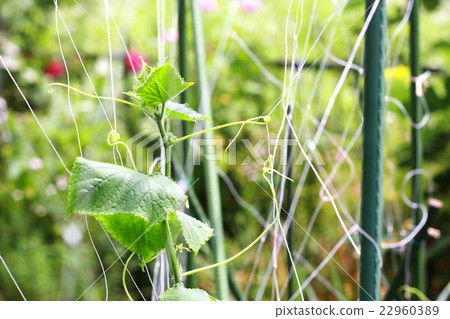 黃瓜與辣根纏在一起 22960389