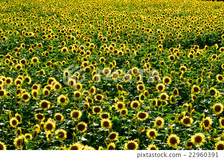 向日葵 向日葵 22960391