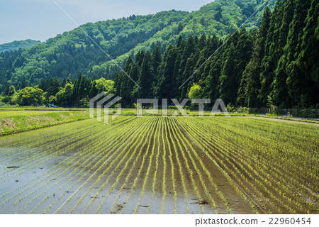 初夏的鄉村 22960454