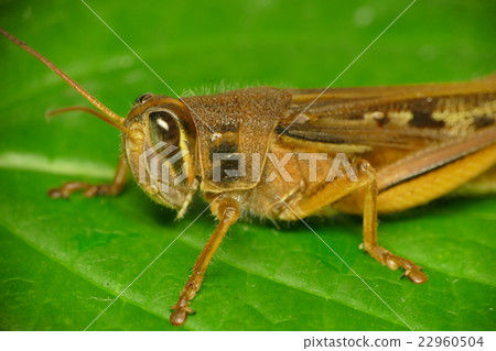 巴坦加粳稻 22960504