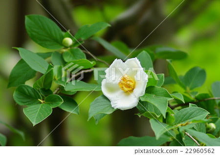 薩拉的花 薩拉的花 22960562