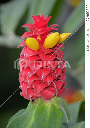 Costus Barbatus 22960821