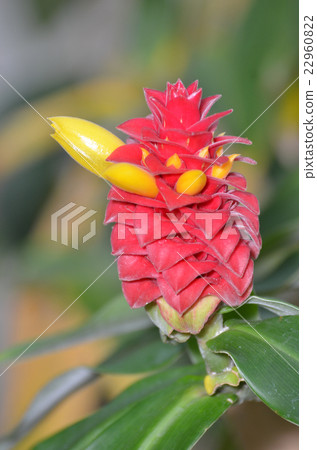 Costus Barbatus Costus Barbatus 22960822