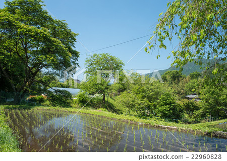 Yamada in early summer Yamada in early summer 22960828