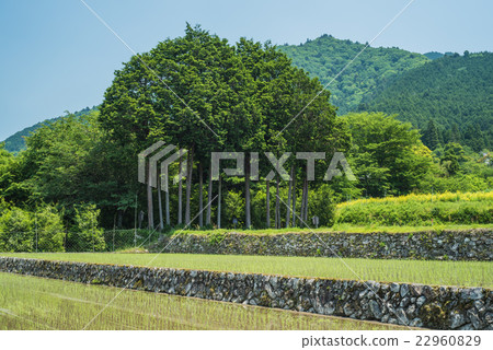 Terrace of Ohara in early summer Terrace of Ohara in early summer 22960829