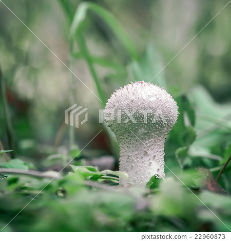 Puffball Mushroom in the forest Puffball Mushroom in the forest 22960873