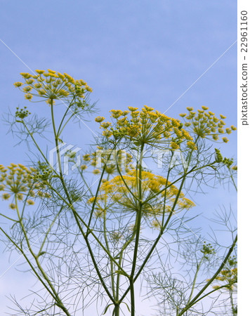Dill (Herb): Inonto 22961160