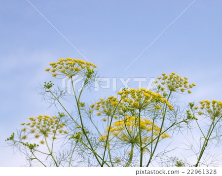 蒔蘿（草本）：Inonto 22961328