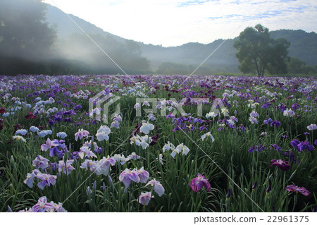 Morning Kagura ladies lake Morning Kagura ladies lake 22961375