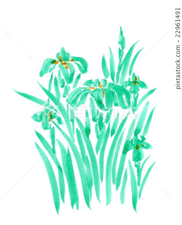 Iris Iris 22961491