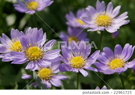 Miyako Wasure: Miyako 22961725