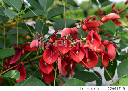 美國Deigo 22961749