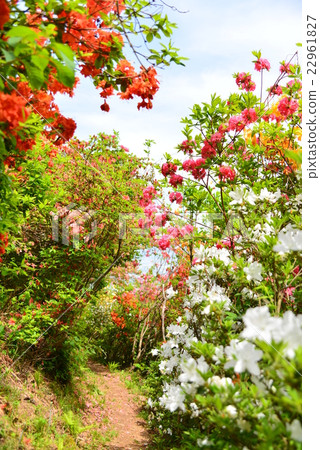 Flower tunnel Flower tunnel 22961827