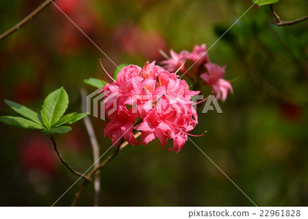 Azalea flower Azalea flower 22961828