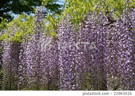 Wisteria of sand rubbing of the three major shrines 22963016
