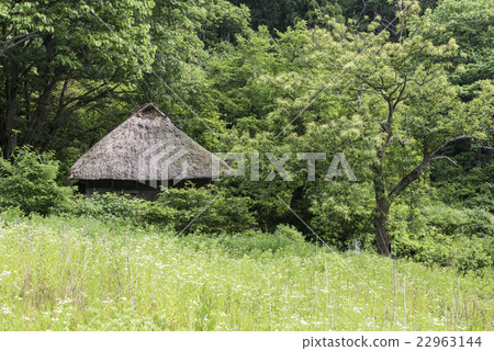 Summer color Amidaddo Summer color Amidaddo 22963144