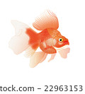 金魚4 22963153