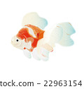 金魚5 22963154