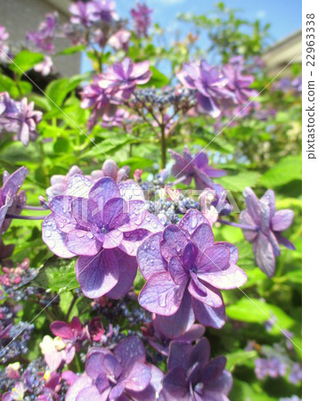 雨季繡球花之間的間隙沐浴在陽光下 22963338