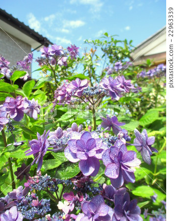 雨季繡球花之間的間隙沐浴在陽光下 22963339