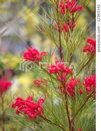 Grevirea · bonfire 22963342