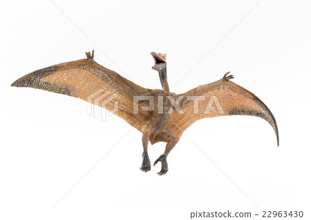 Pteranodon：Pteranodon 22963430